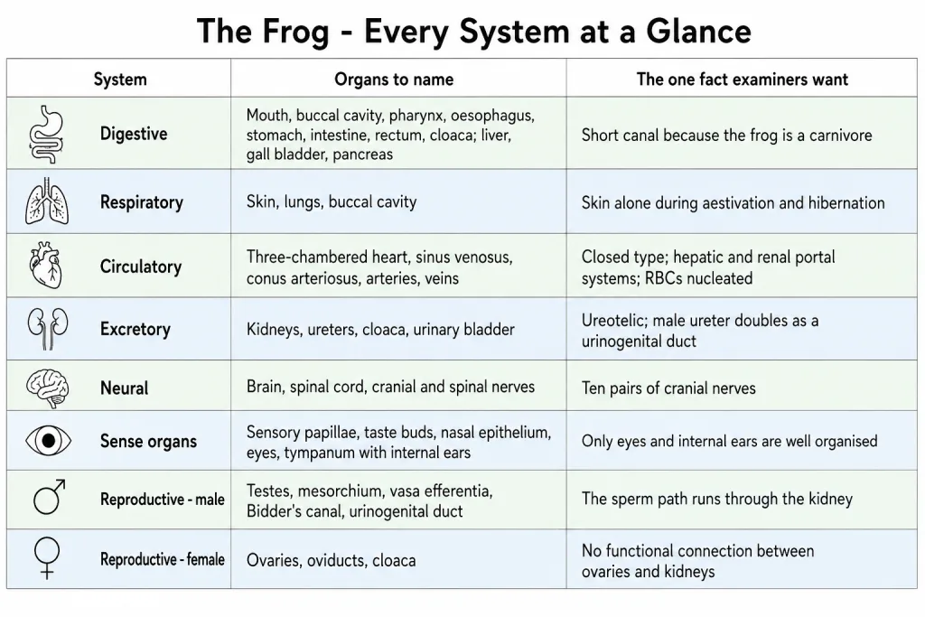 Chart of the frog systems with their main organs side by side