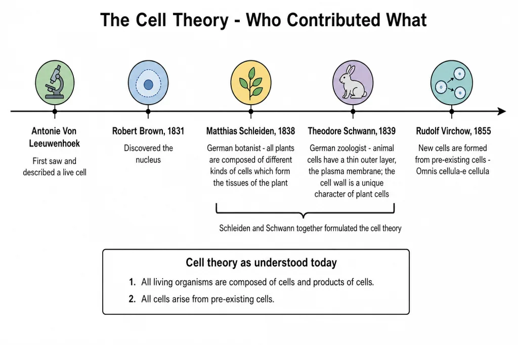 Timeline of the cell theory from Leeuwenhoek to Virchow