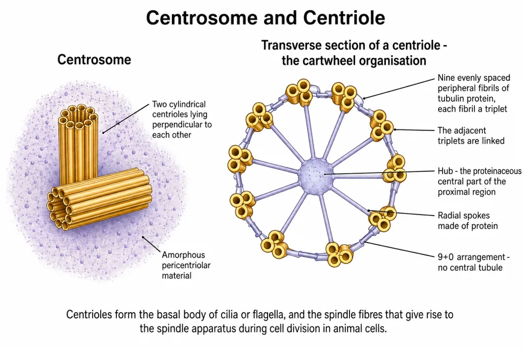 Centriole in cartwheel organisation with nine triplet fibrils and hub
