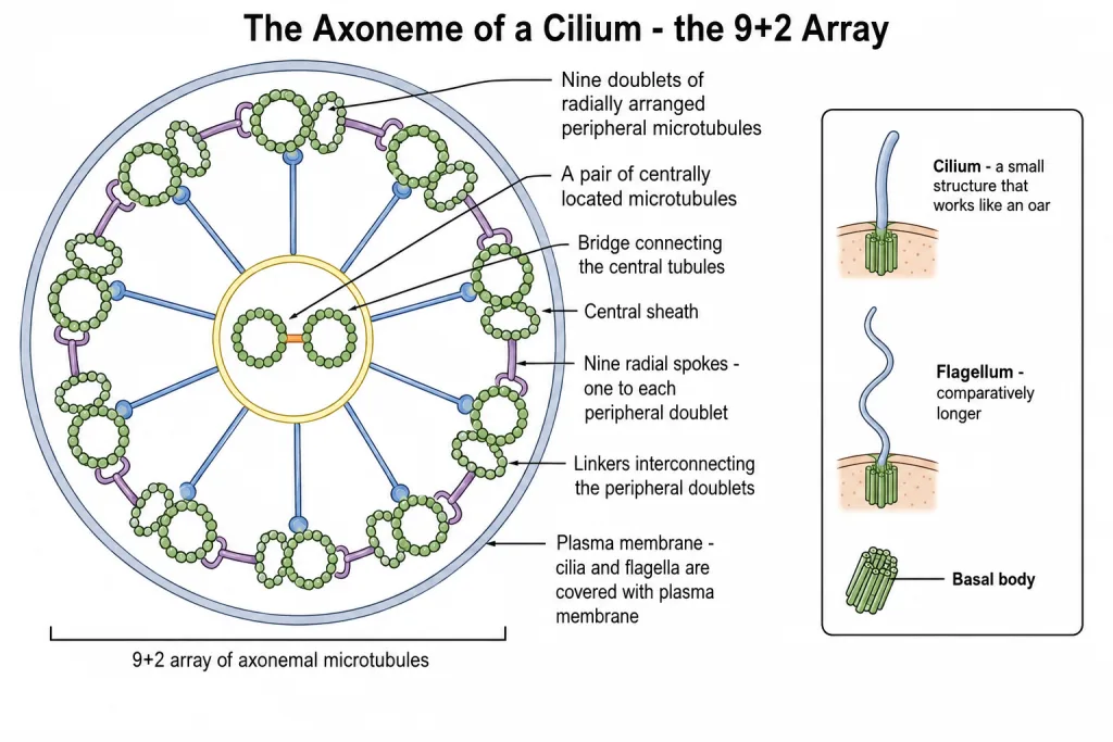 Transverse section of a cilium showing the 9+2 axoneme