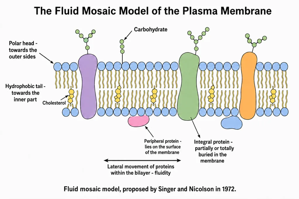 Fluid mosaic model of the plasma membrane with bilayer and proteins