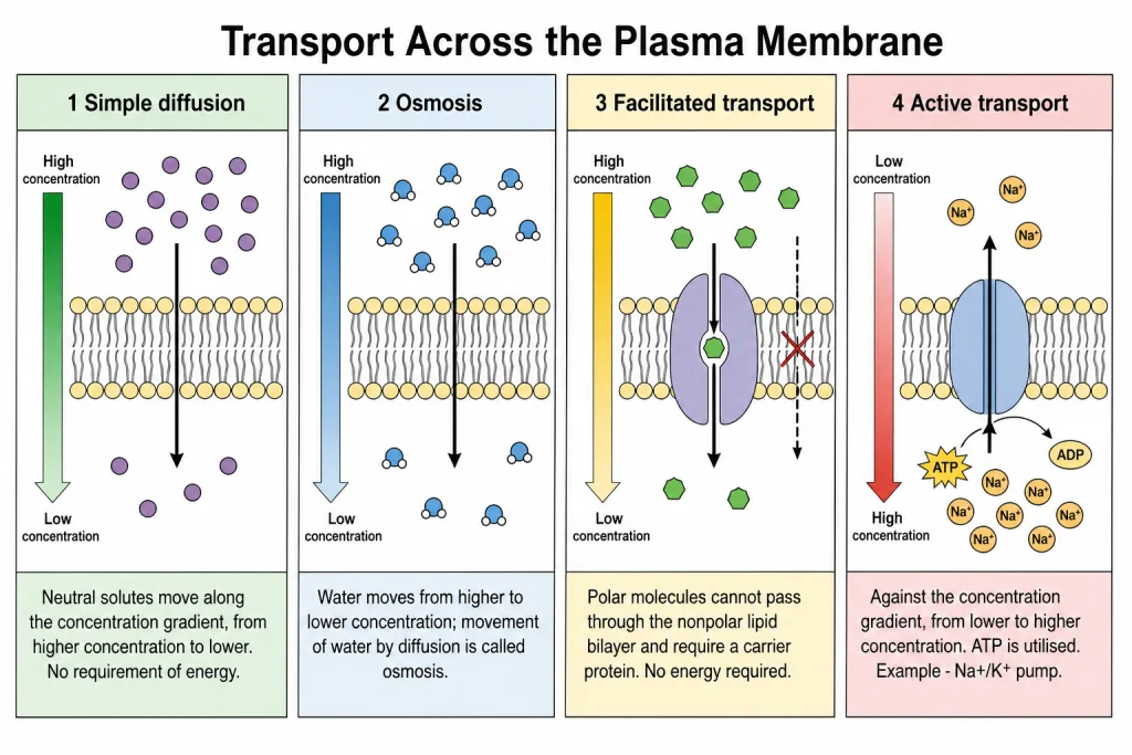 Passive and active transport across the plasma membrane