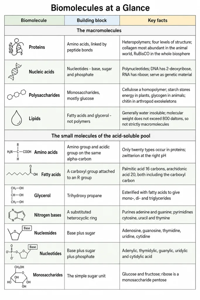 Summary chart of the four classes of biomolecules with their building blocks