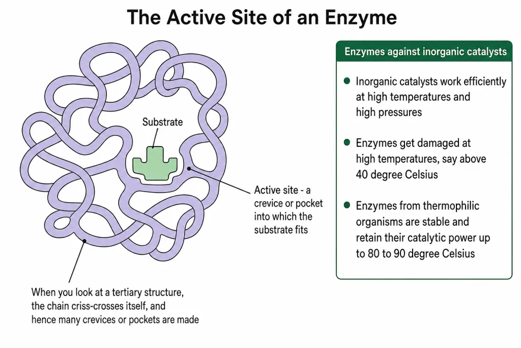 Line diagram of an enzyme showing the active site pocket holding a substrate