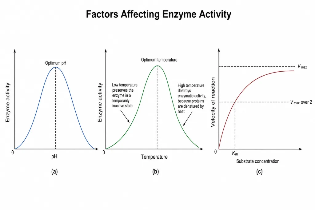 Three graphs showing the effect of pH, temperature and substrate concentration