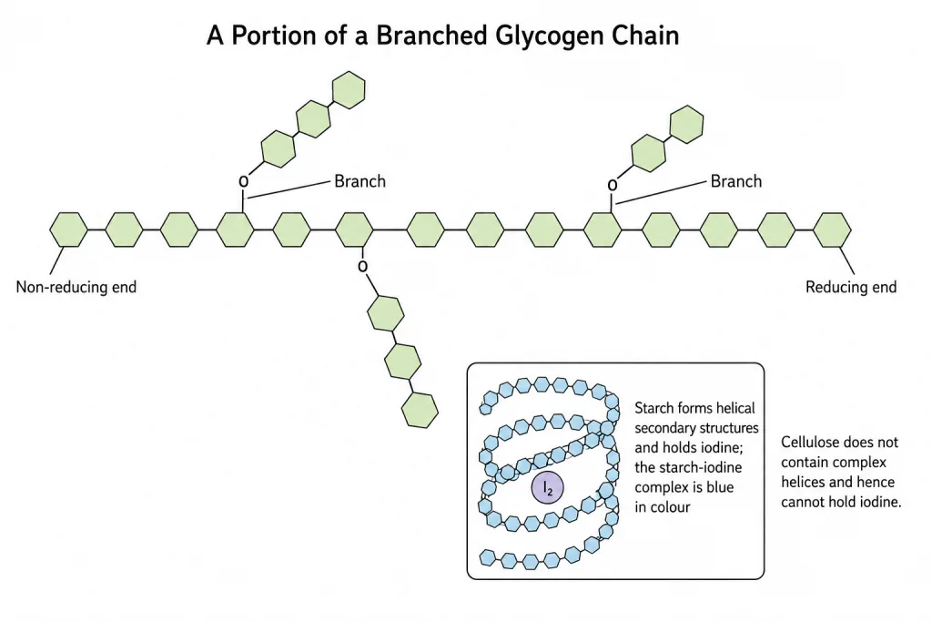 Diagram of a portion of a branched glycogen chain