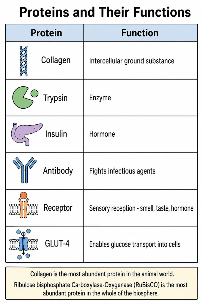 Table of proteins and their functions in living organisms