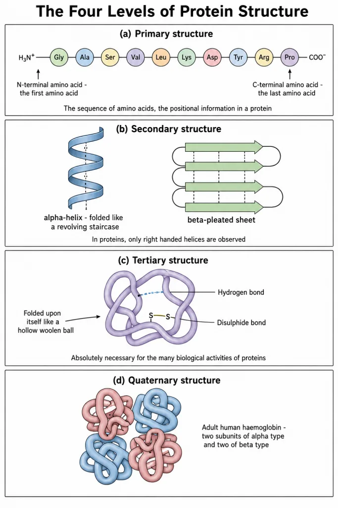 The four levels of protein structure from primary to quaternary