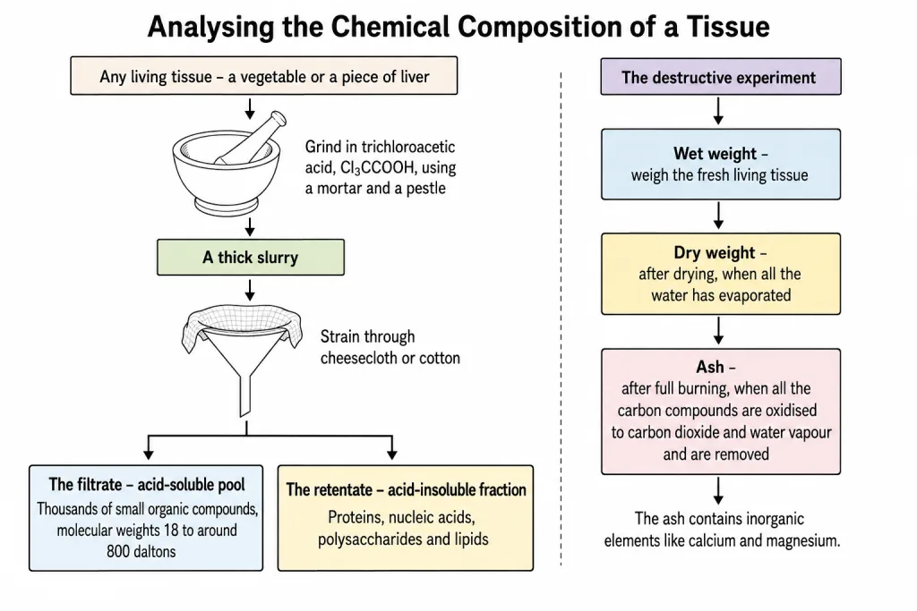 Flowchart of tissue analysis into acid-soluble and acid-insoluble fractions