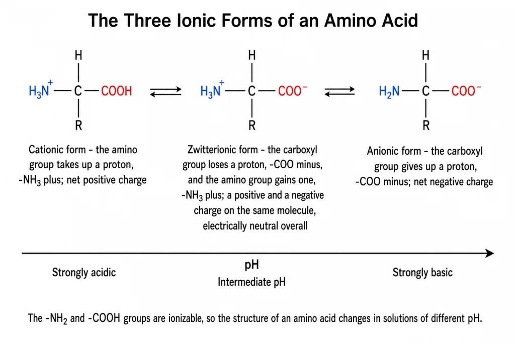 The three ionic forms of an amino acid across a pH range