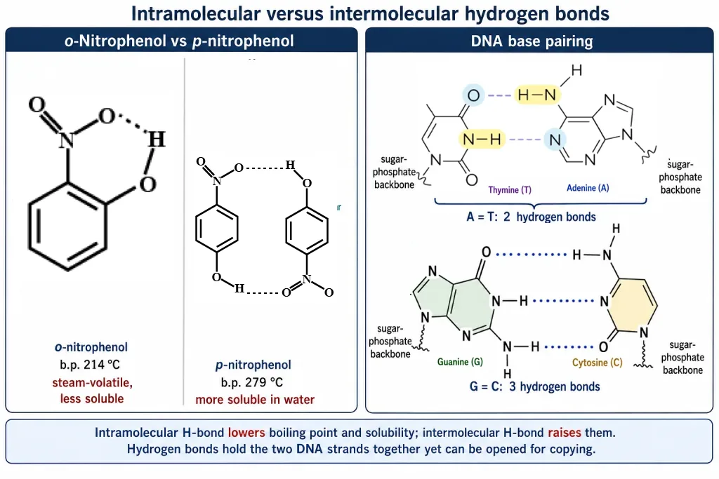 Intramolecular versus intermolecular H-bonds in nitrophenols and DNA base pairs