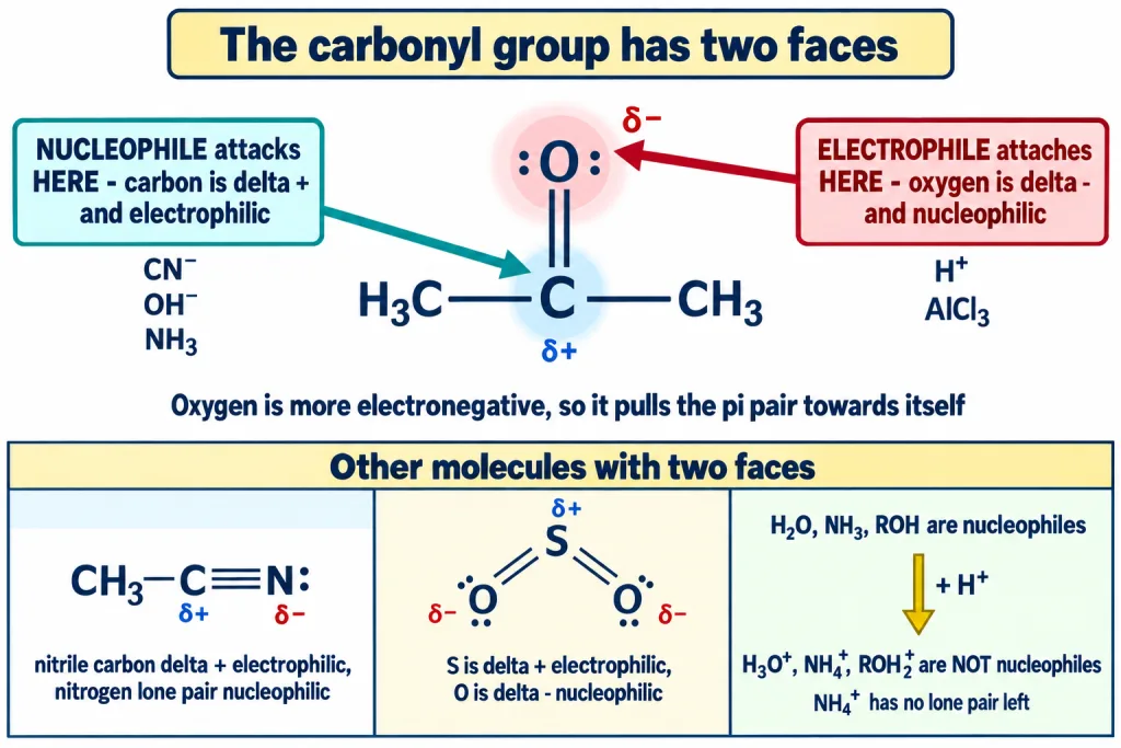 Carbonyl group showing electrophilic delta positive carbon and nucleophilic delta negative oxygen