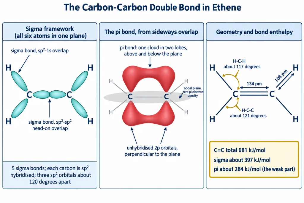 Orbital picture of ethene with sigma framework perpendicular p orbitals and pi cloud