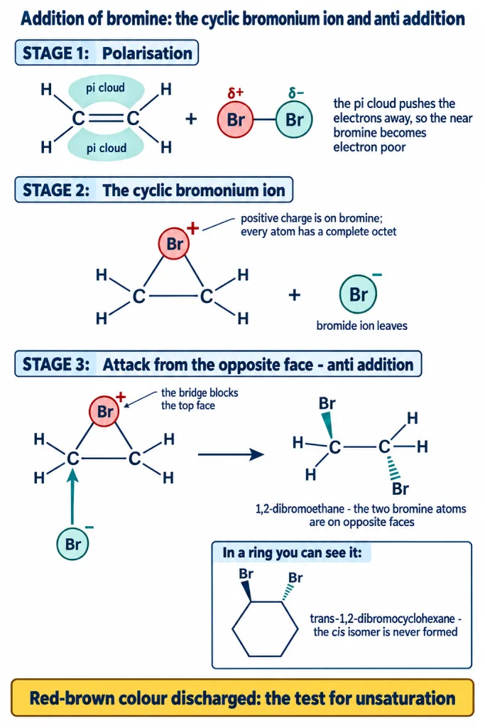 Bromine addition through the cyclic bromonium ion giving anti addition in cyclohexene