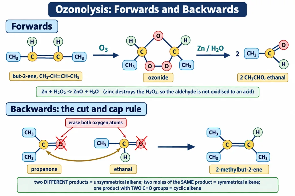 Ozonolysis of an alkene through the ozonide and the reverse cut and cap rule