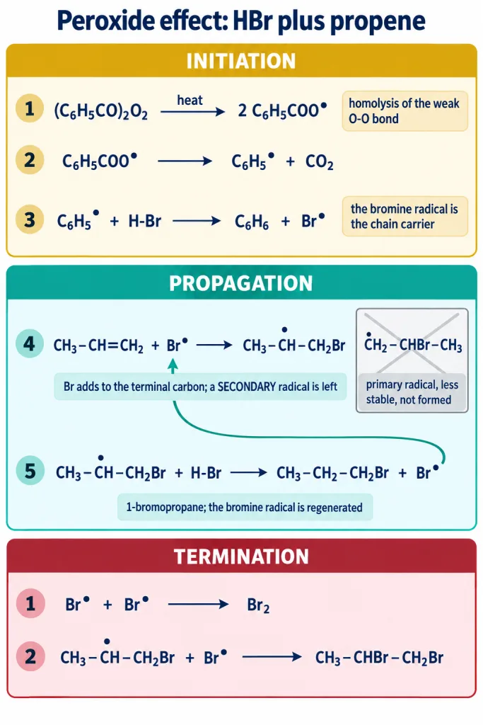 Free radical chain steps for anti-Markovnikov addition of HBr to propene with peroxide