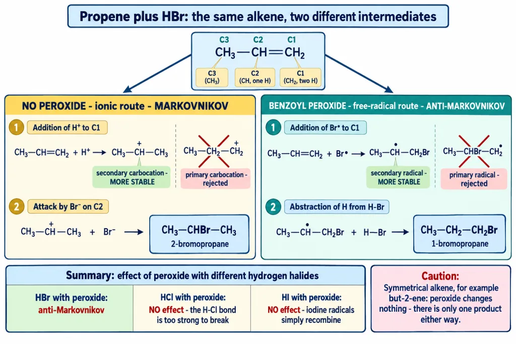 Propene with hydrogen bromide with and without peroxide showing cation and radical routes
