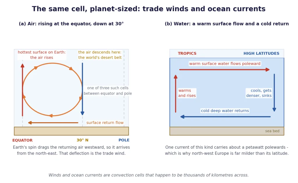 Atmospheric convection cell with trade winds, and the ocean warm and cold flow
