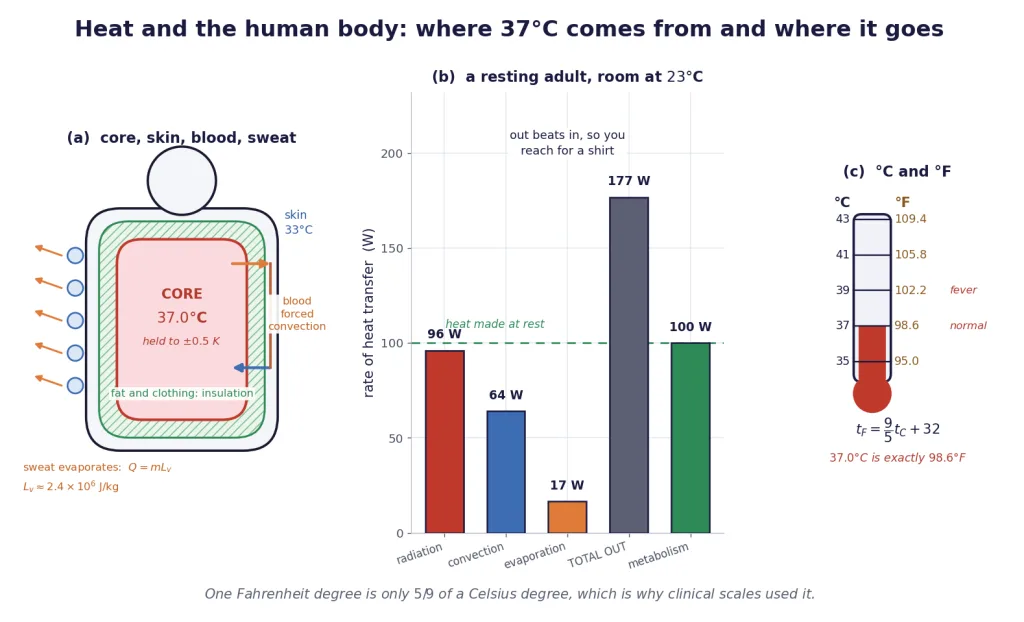 Body core and skin, the four heat loss routes, and both clinical scales