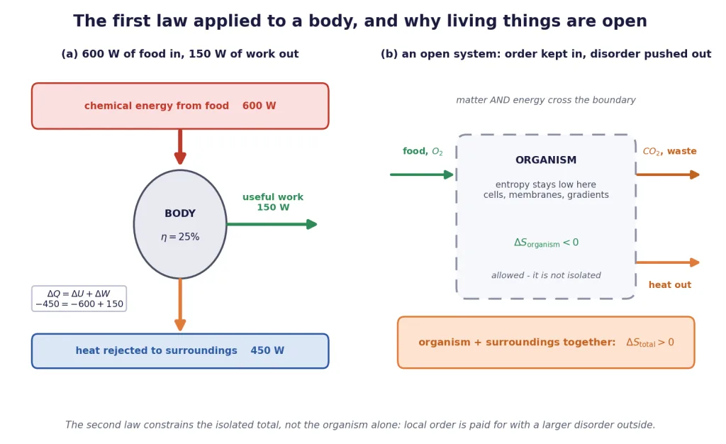 Body energy balance and the open system boundary that keeps order local