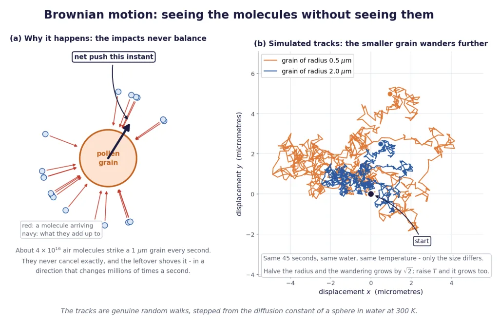 Molecular impacts on a pollen grain and two simulated random-walk tracks