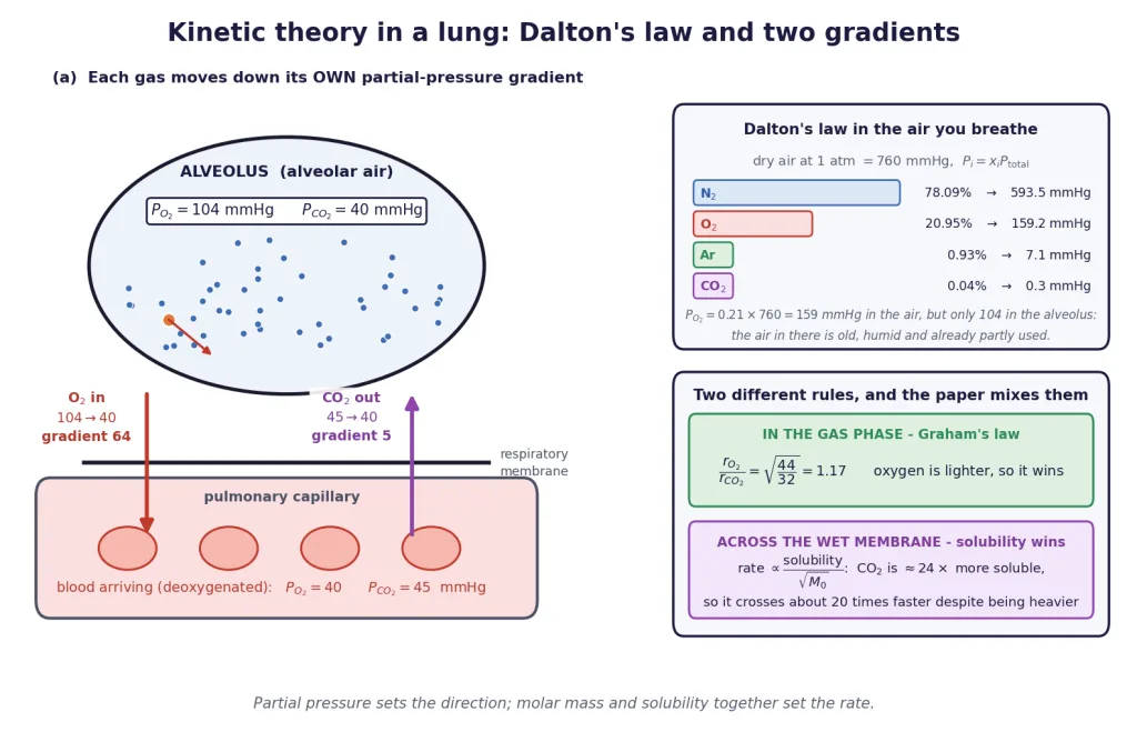 Alveolus partial pressures, dry air composition, and why carbon dioxide crosses faster