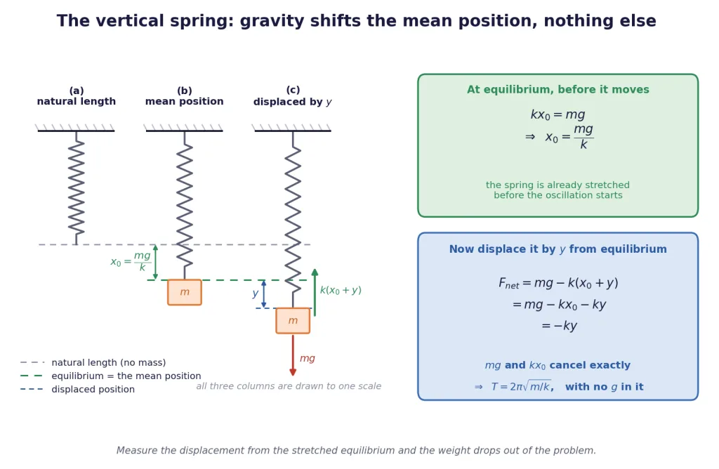 Vertical spring at natural length, at equilibrium, and displaced below equilibrium