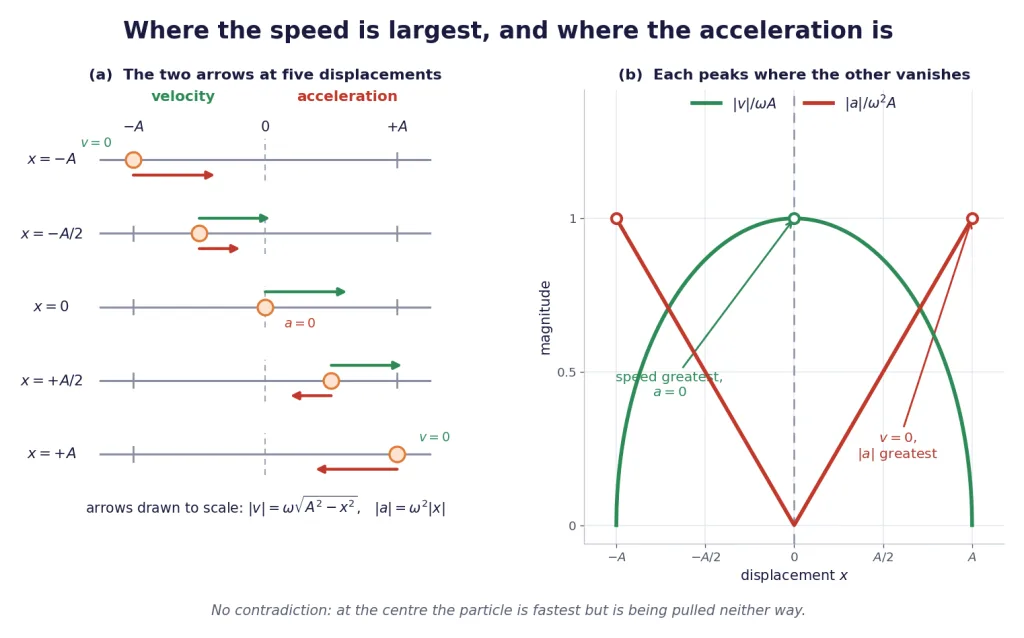 Velocity and acceleration arrows at five displacements, and their magnitudes plotted
