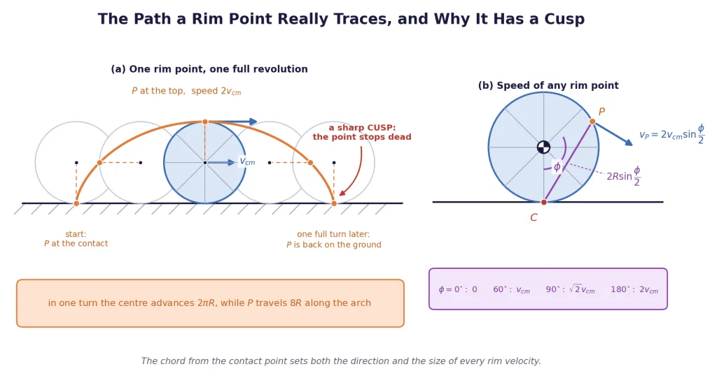 Cycloid path of a rim point with a cusp at each ground contact