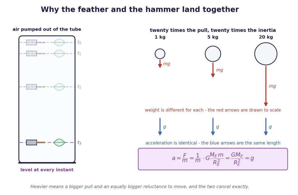 Feather and hammer falling level in a vacuum tube, with force and acceleration arrows