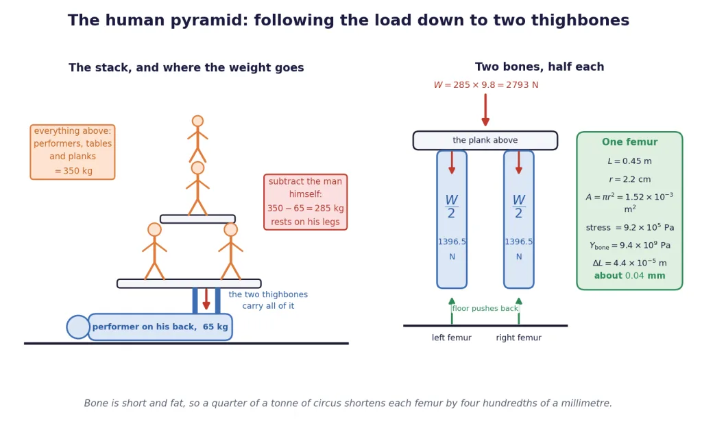 Human pyramid load path down to two thighbones, with one femur analysed