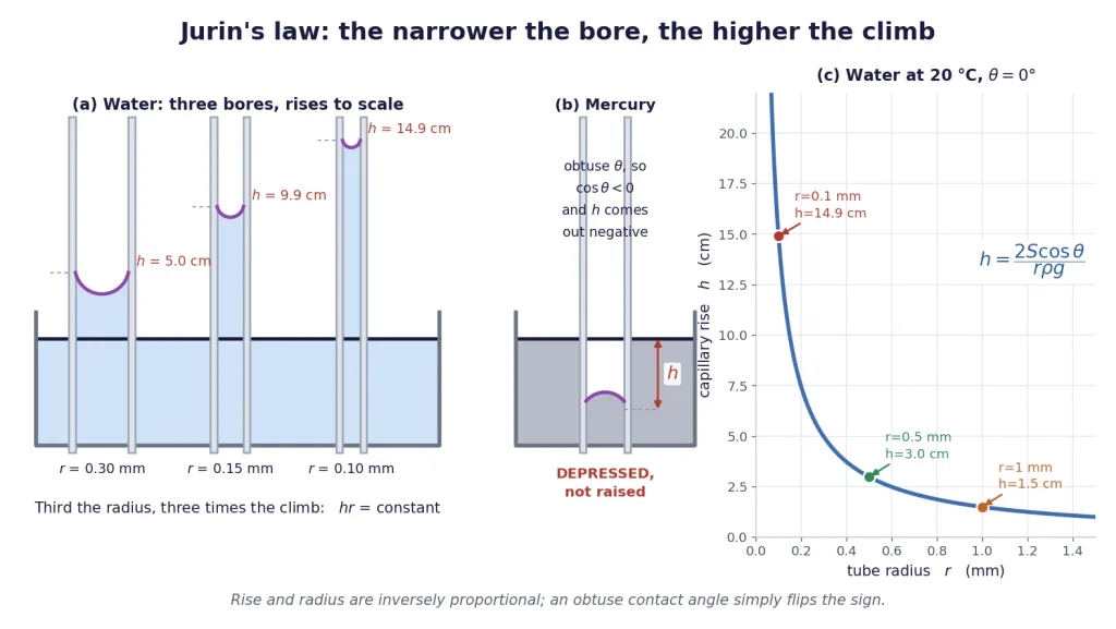 Three tubes of decreasing bore with rises to scale, and mercury depressed