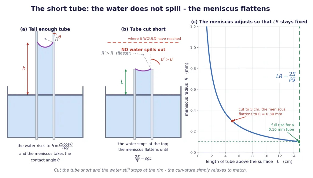 Tall tube at full rise beside a short tube whose meniscus flattens