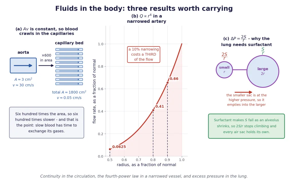 Blood speed against total cross-section, fourth-power narrowing, and alveolar surfactant