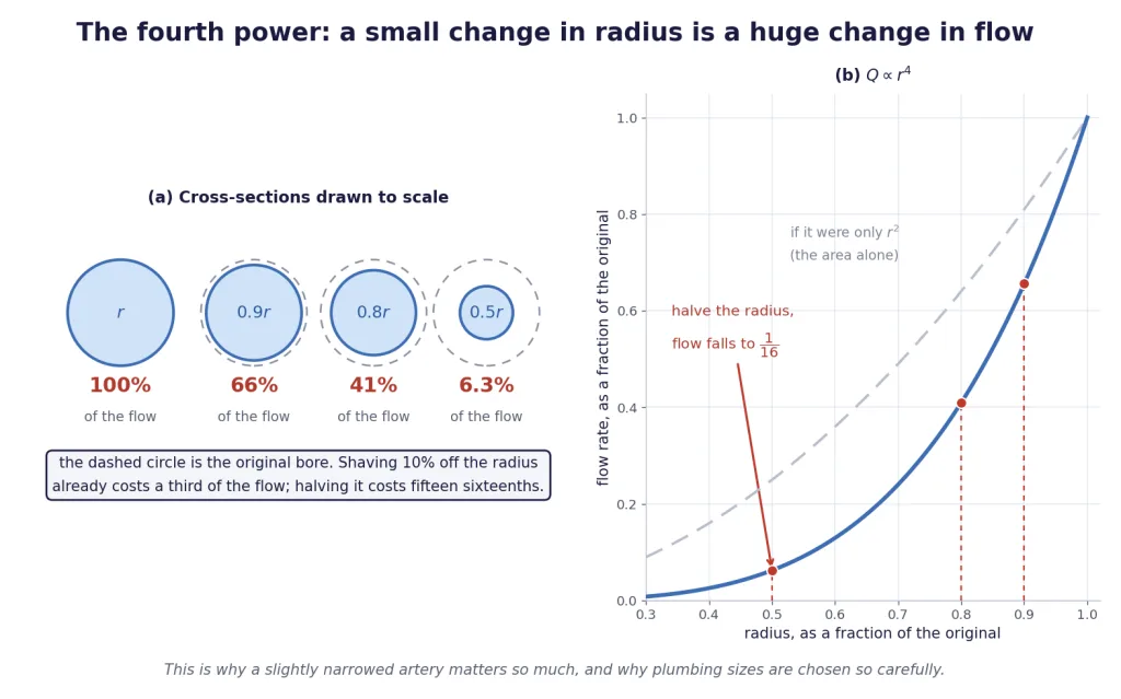 Cross-sections drawn to scale showing flow falling as the fourth power of radius