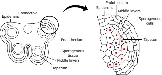 Transverse section of an anther showing wall layers