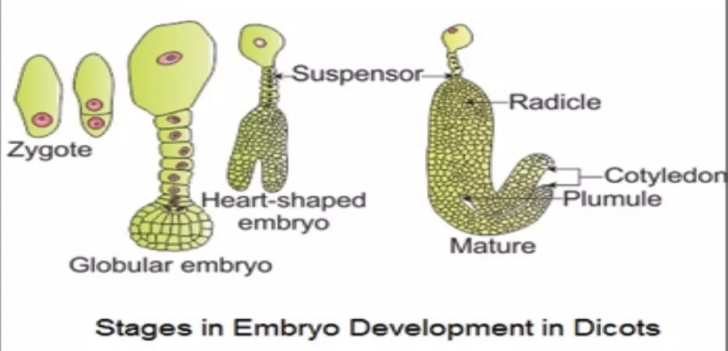 Stages of dicot embryo development