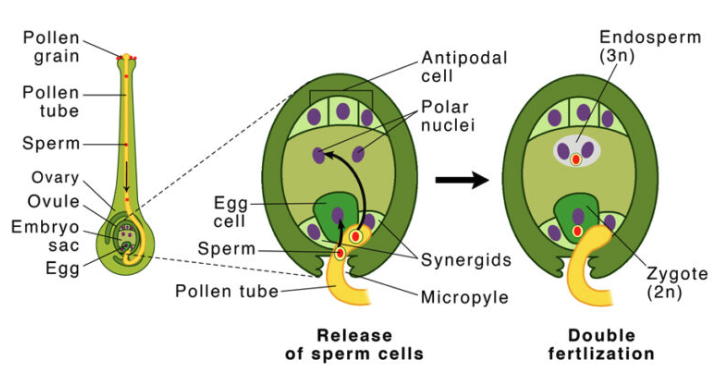 Double fertilisation in the embryo sac