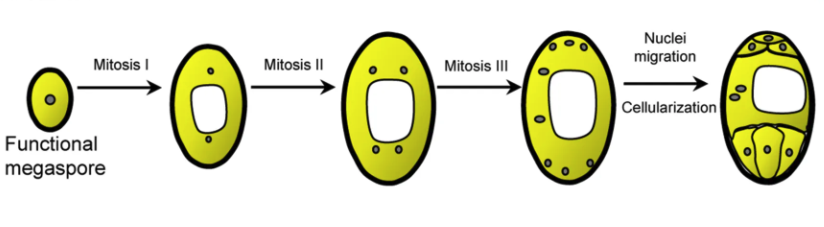Development of the embryo sac