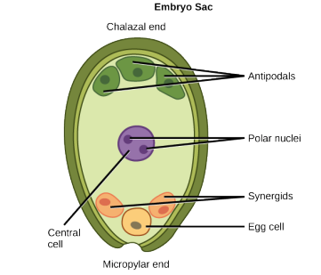 Mature seven-celled, eight-nucleate embryo sac