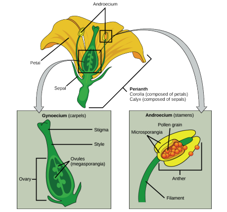 Longitudinal section of a typical flower