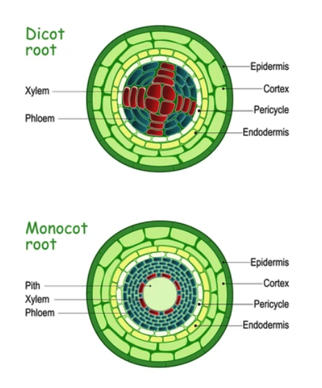 Sites of gamete formation in the flower