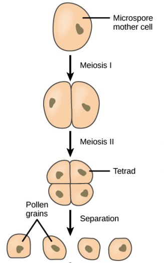 Flowchart of microsporogenesis with ploidy labels