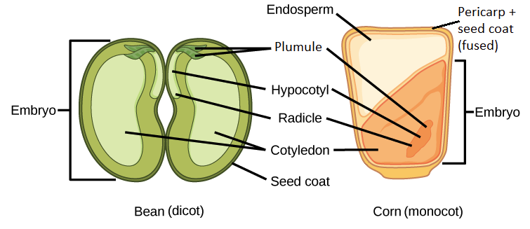 Structure of a monocot embryo