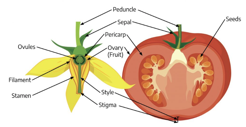 Transformation of the ovary into a fruit