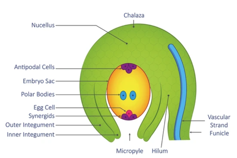 Labelled anatropous ovule