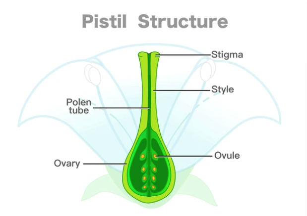 Parts of the pistil