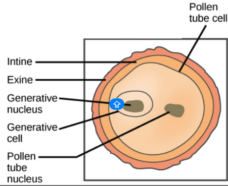 Structure of a pollen grain