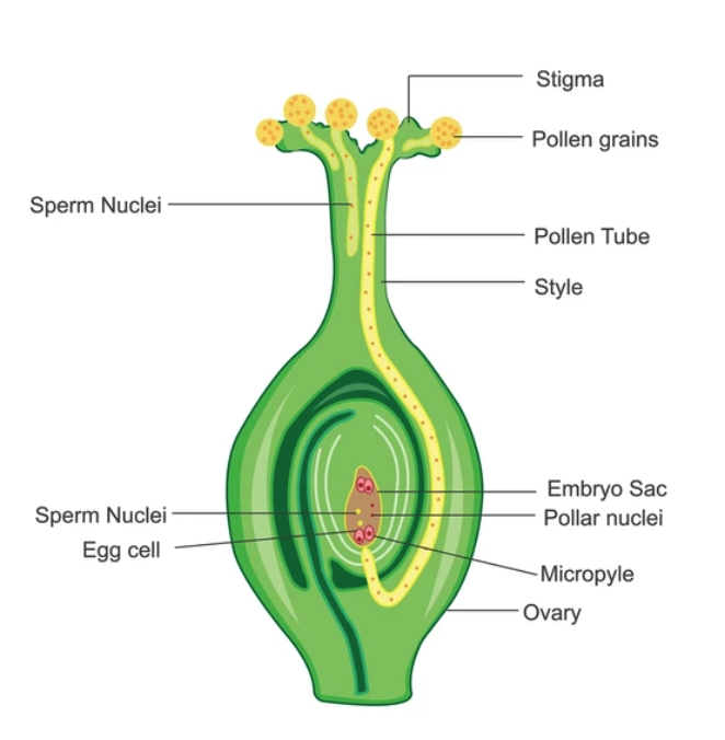 Path of the pollen tube to the ovule