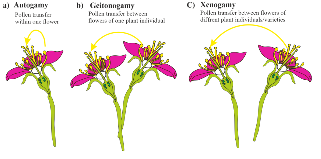 Types of pollination